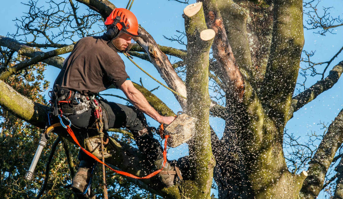 professional tree service